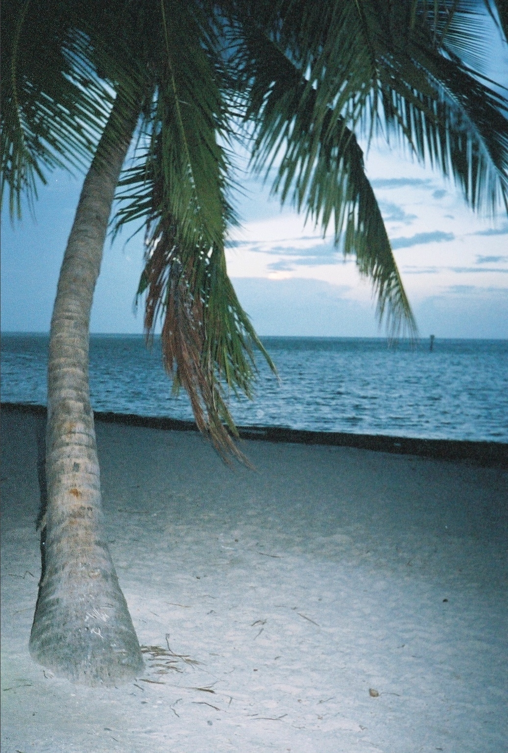 palmtree2.jpg